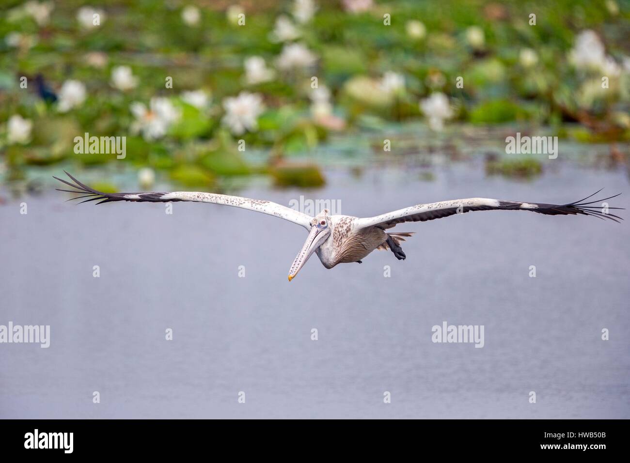 Sri Lanka, national Yala patk, Spot-billed pelican pelican ou gris (Pelecanus philippensis), boire pendant le vol Banque D'Images