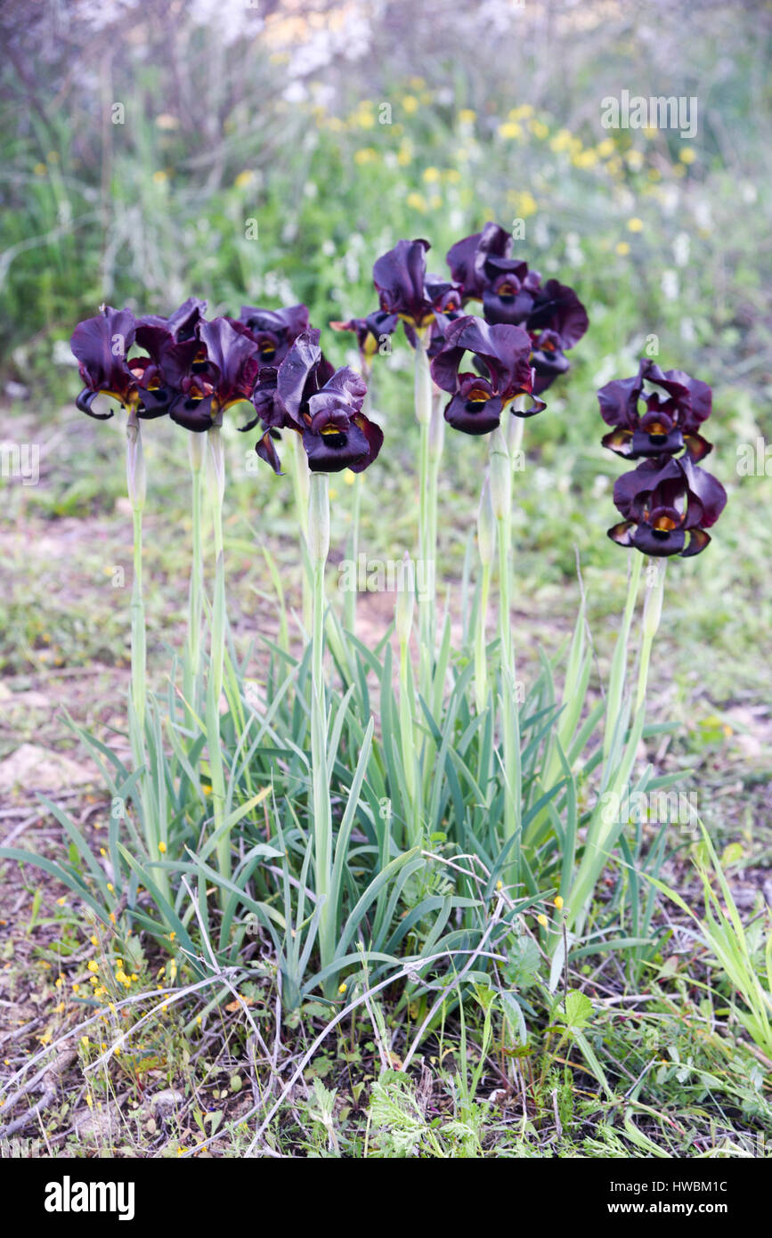 Iris côtières ou violet Iris (Iris atropurpurea) Cet Iris est endémique à Israël Photogrpahed en Israël en février Banque D'Images