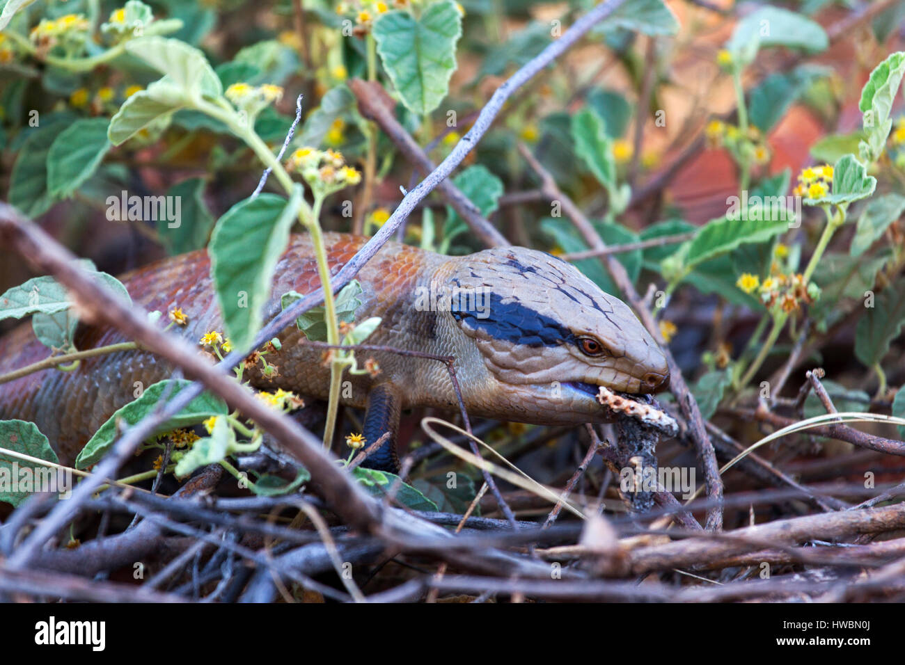 Un Wild Blue tongue Lizard (Scincidés) dans le Territoire du Nord, Australie Banque D'Images