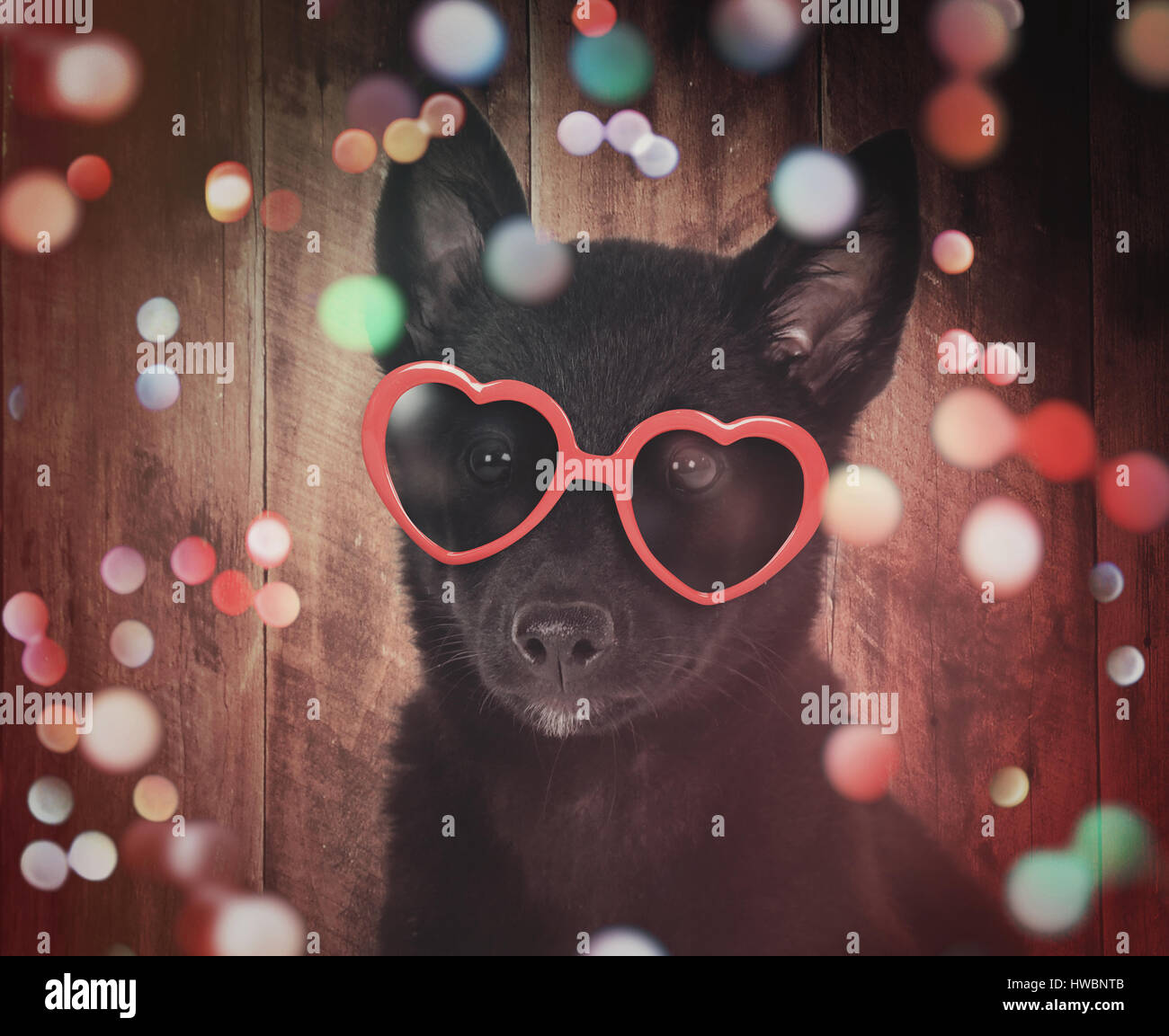 Un mignon petit chien noir avec lunettes coeur rouge est sur un fond de bois coloré avec sparkles autour de l'animal pour une fête ou célébration concept. Banque D'Images