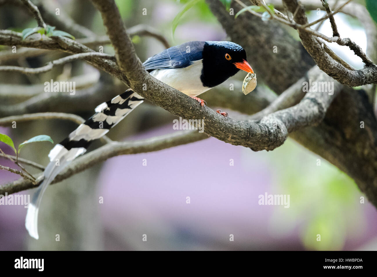 Pie bleue pris une tortue brésilienne Banque D'Images