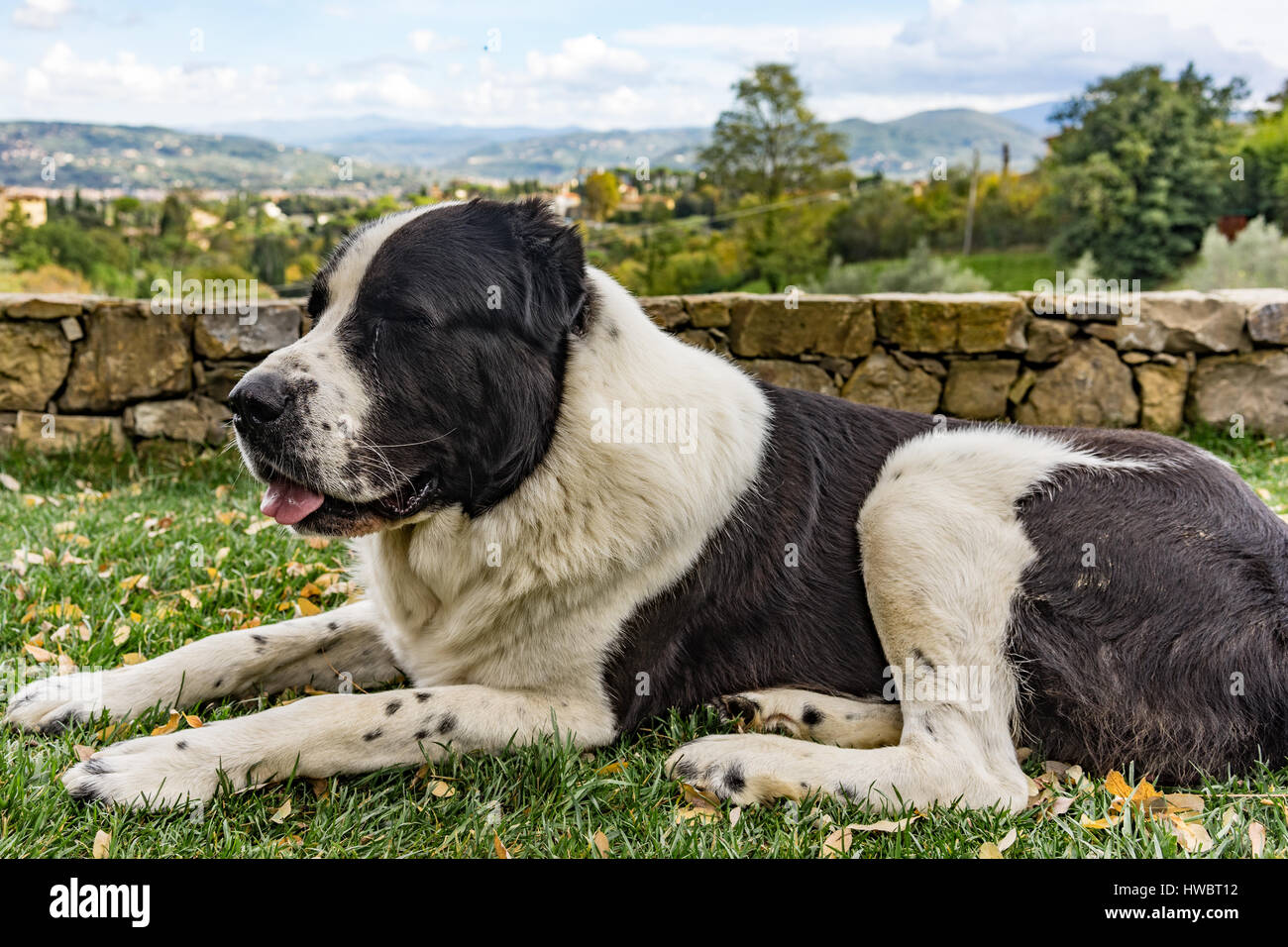 Grand chien de ferme italien (nom scientifique : Canis lupus familiaris) Banque D'Images