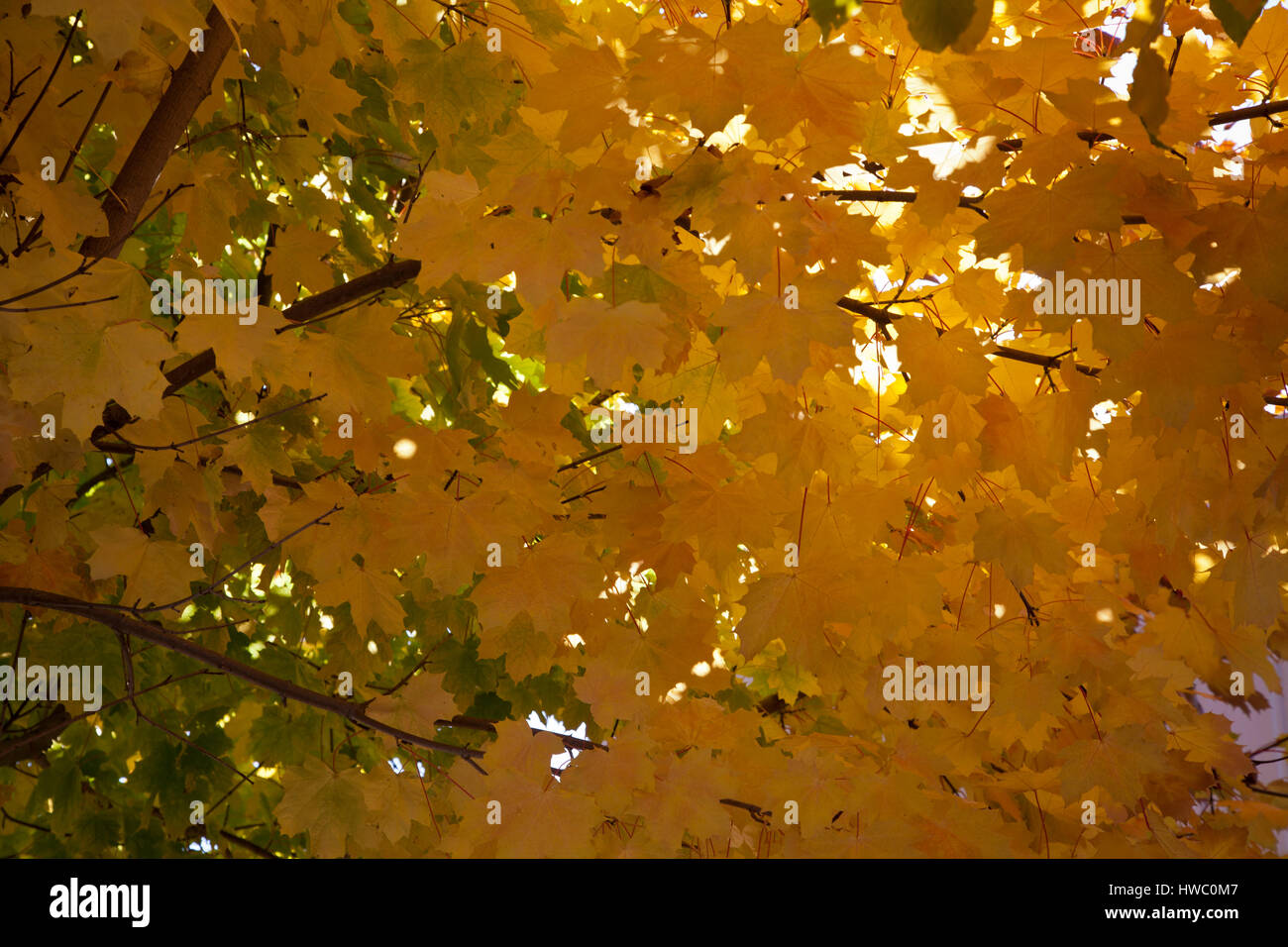 Les feuilles d'automne à Cann River, Victoria, Australie Banque D'Images