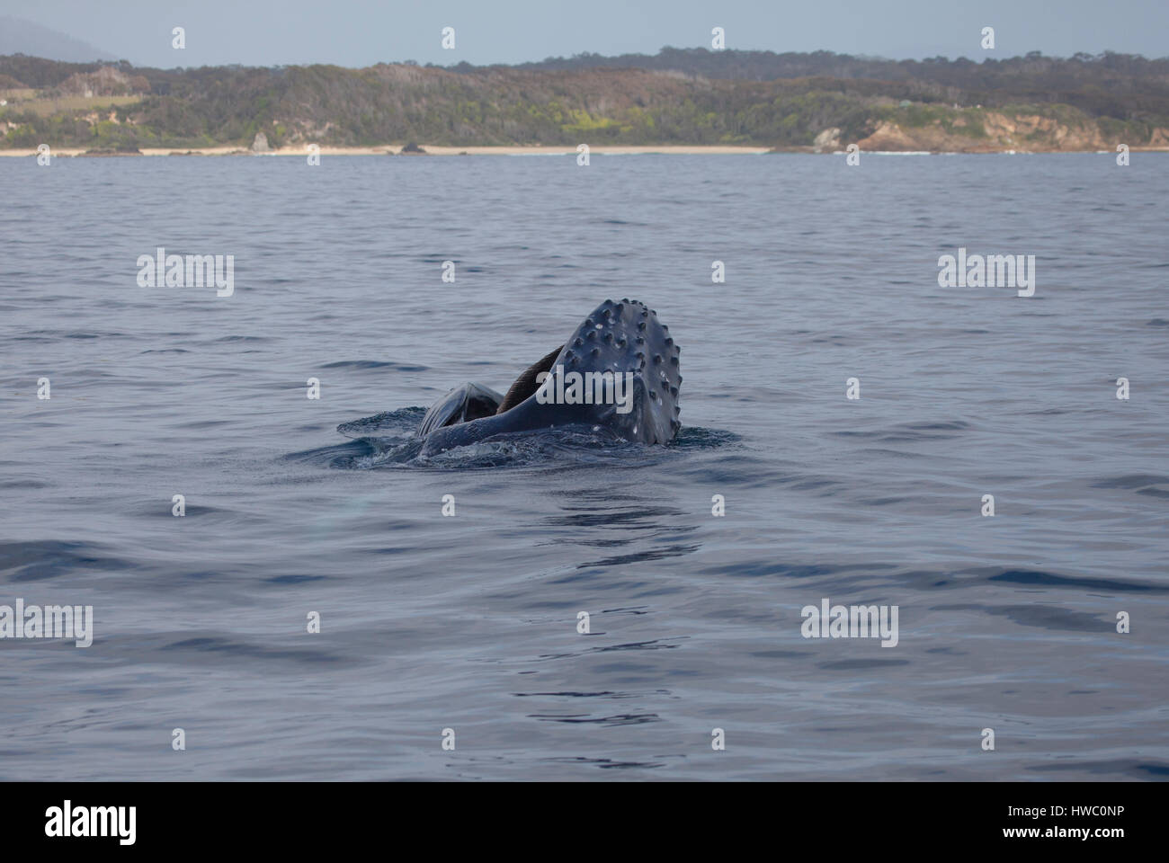 Baleine à bosse se nourrissent de petits poissons au large de la côte à Rumes, NSW. Banque D'Images
