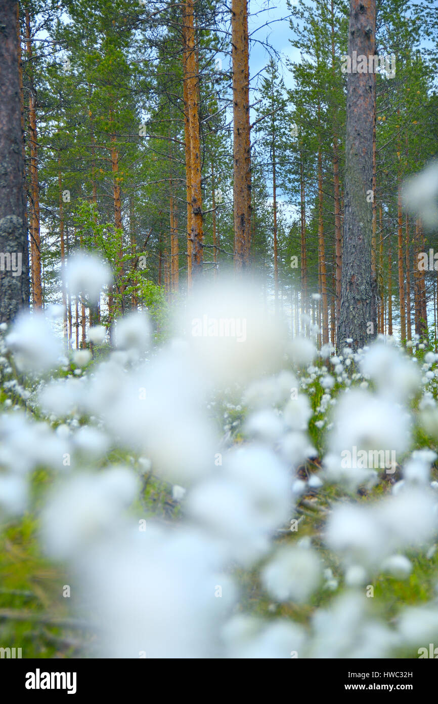 Blooming fleurs blanches de linaigrettes en Laponie, forêt de pins Banque D'Images