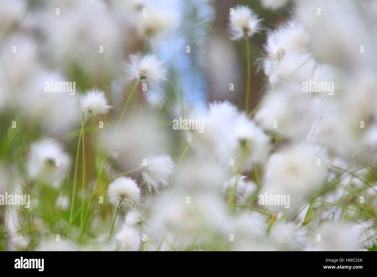 Blooming fleurs blanches de linaigrettes en Laponie, forêt de pins Banque D'Images