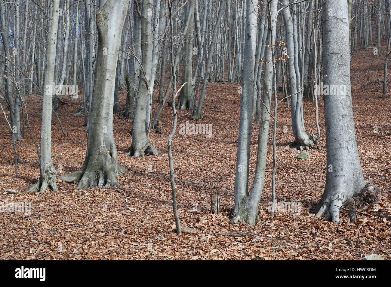 Forêt de hêtre dans l'hiver avec un tapis de feuillage sur le terrain Banque D'Images