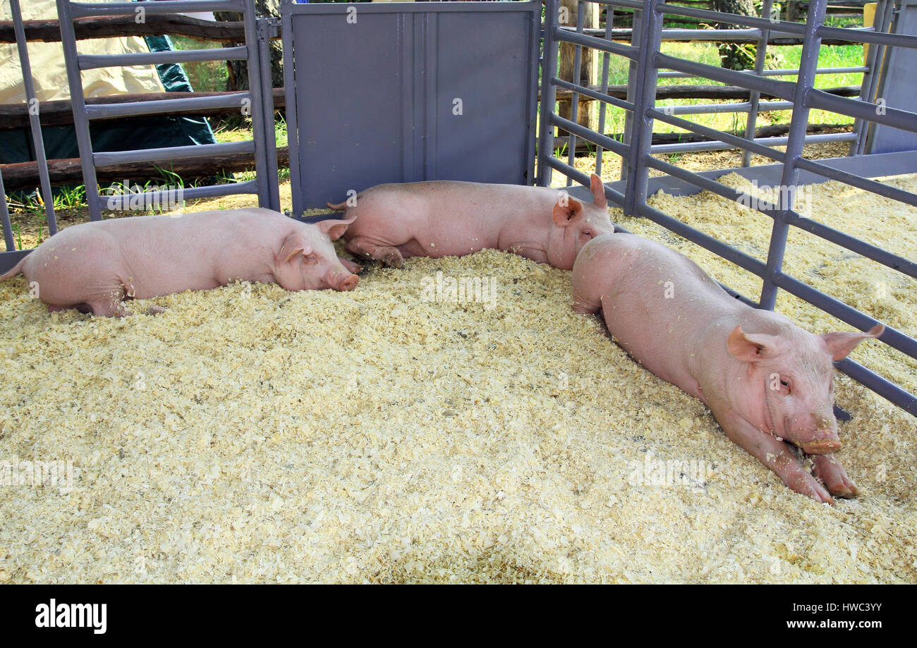 Trois cochons dans un enclos à la ferme Banque D'Images