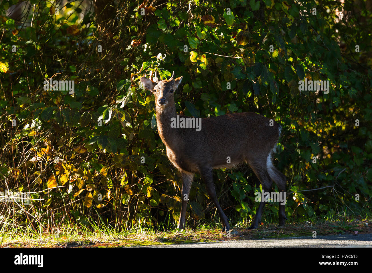 Le cerf sika (Cervus nippon) en alerte dans Chincoteague National Wildlife Refuge, VA, USA Banque D'Images