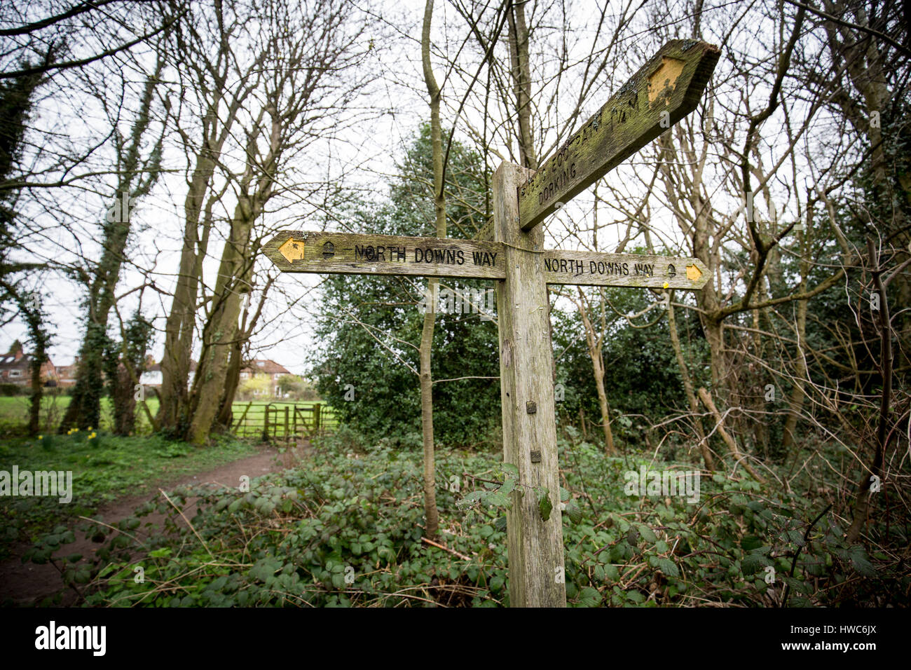 Sentier d'affiches sur les North Downs Way près de Dorking , Surrey , Royaume-Uni Banque D'Images