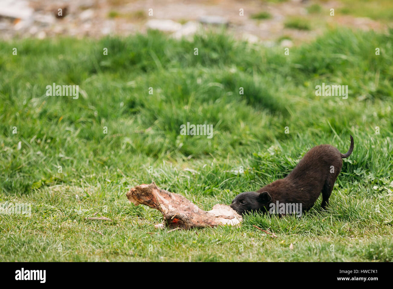 Petite taille noir Mixed Breed Dog Puppy sans-abri fait glisser sur l'herbe d'os de vache. Banque D'Images
