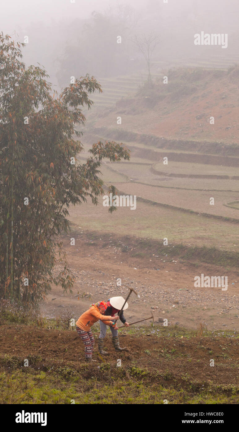 Le Vietnam, les travailleurs agricoles, le travail de la terre. Banque D'Images