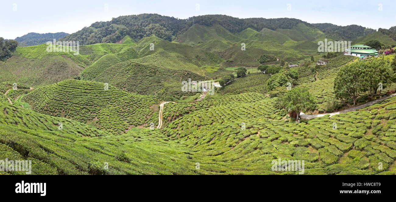 Cameron Highlands, Malaisie, la plantation de thé Boh, panorama montrant une vaste étendue de théiers. Banque D'Images