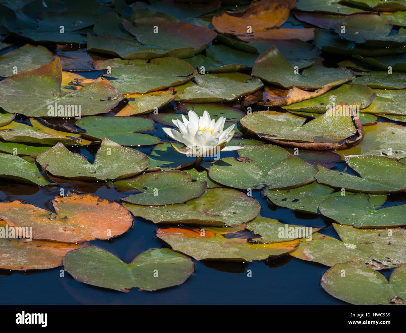 Fleur de lis de l'eau dans une piscine écologique Banque D'Images