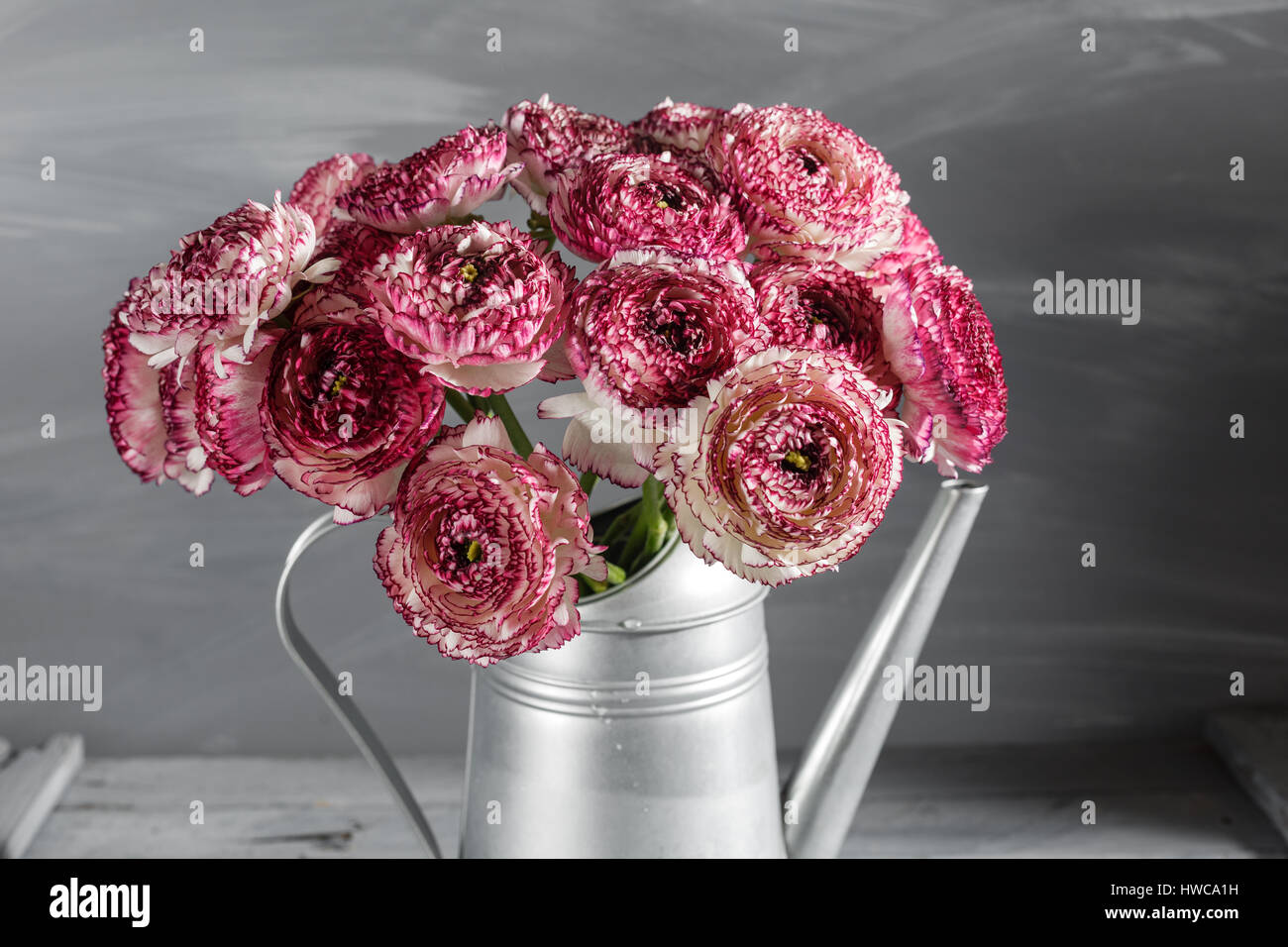 Persan blanc et marron fleurs de renoncule. Ranunculus pivoine bouclés en  gris métallique vintage arrosoir, copiez l'espace Photo Stock - Alamy