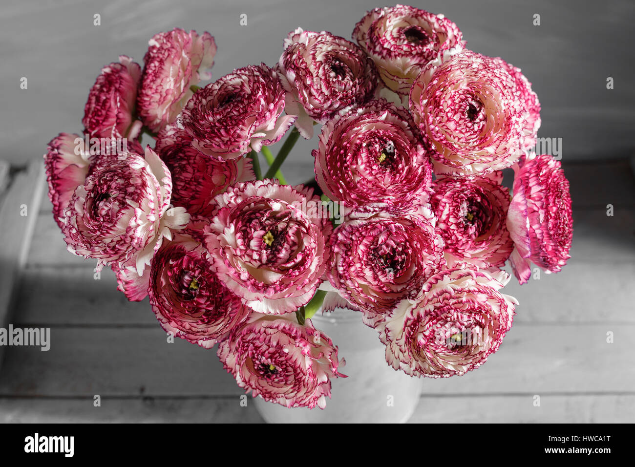 Persan blanc et marron fleurs de renoncule. Ranunculus pivoine bouclés en  gris métallique vintage arrosoir, copiez l'espace Photo Stock - Alamy
