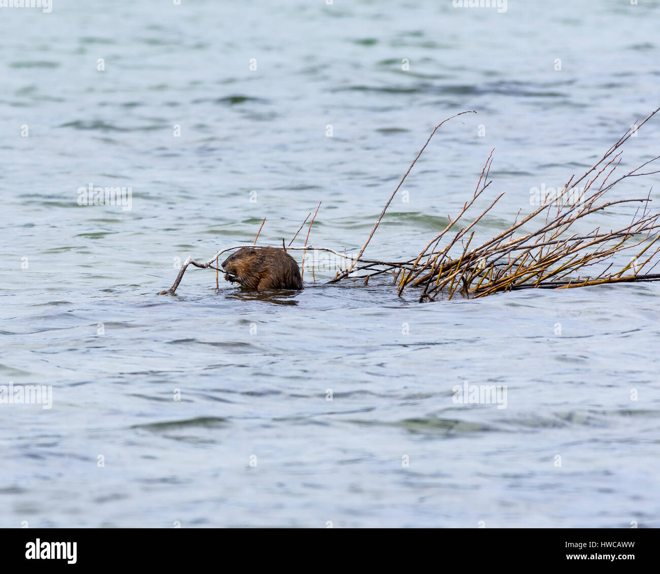 Un rat musqué (Ondatra zibethicus) manger dans l'eau. Banque D'Images