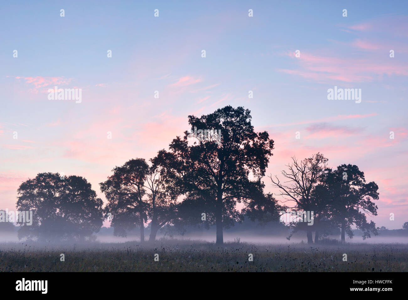 Chêne pédonculé (Quercus robur), matin, brume, lumière du matin, au milieu de la Réserve de biosphère de l'Elbe, Saxe-Anhalt, Allemagne Banque D'Images