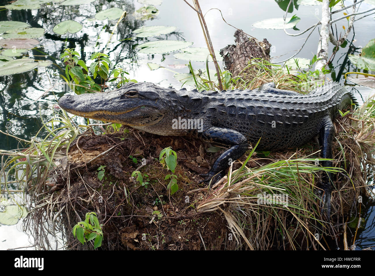 (Alligator mississippiensis Alligator), Parc National des Everglades, Florida, USA Banque D'Images
