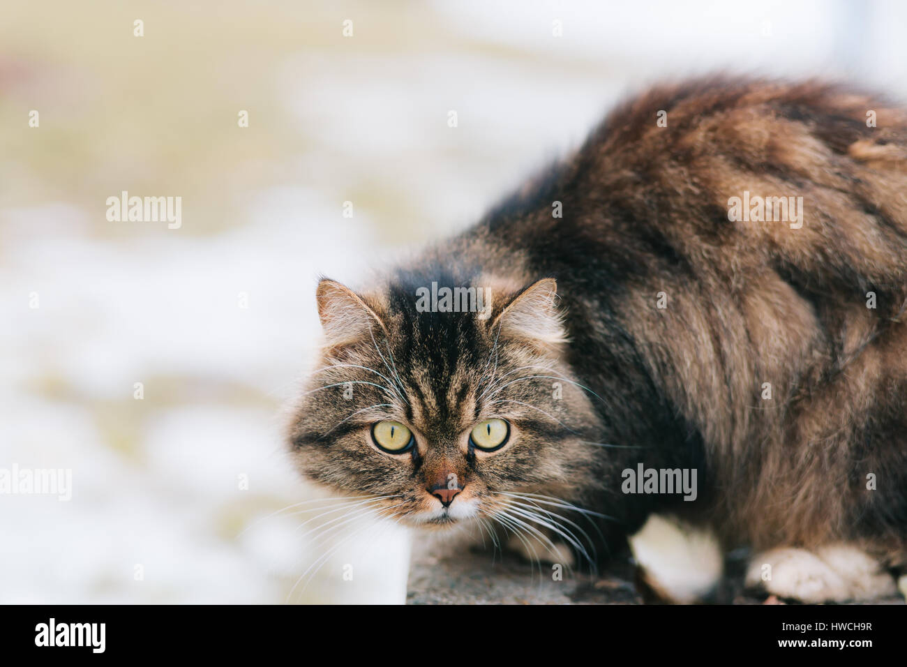 De graves au niveau de la rue à pied de chat Banque D'Images