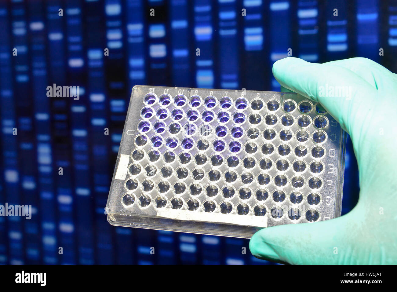 L'essai d'ADN au laboratoire. Les plaques et à l'arrière-plan des électrophérogrammes acides nucléiques. Banque D'Images