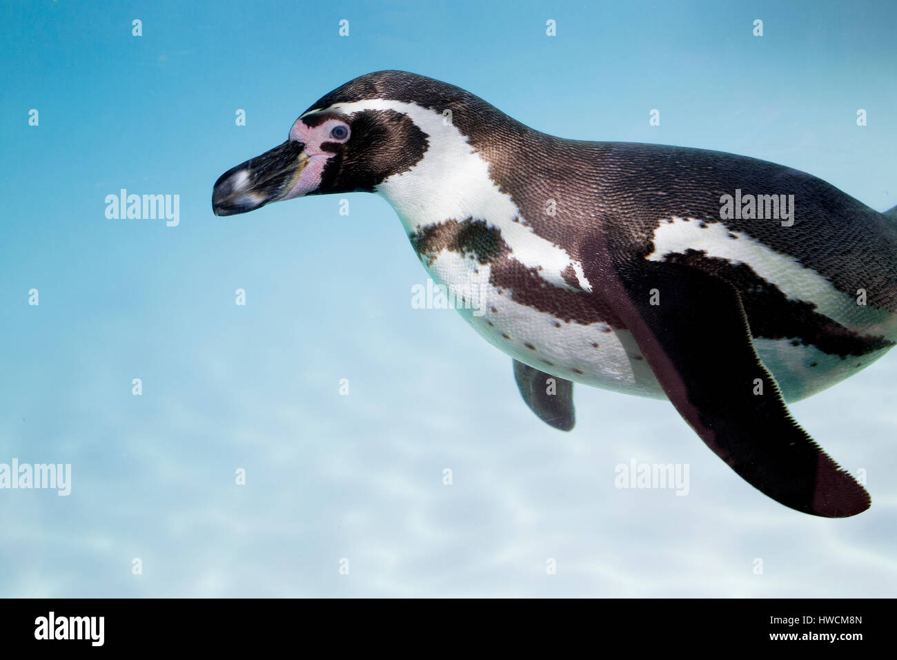 pingouin Banque D'Images