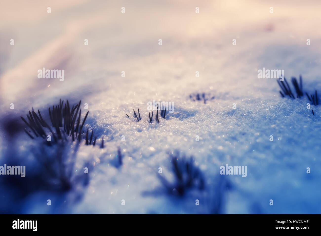 Neige hiver printemps Laponie Finlande Rovaniemi sunny sun pin du nord direction misty paysage paysage randonnées mars sous ci-dessous pin forrest Banque D'Images