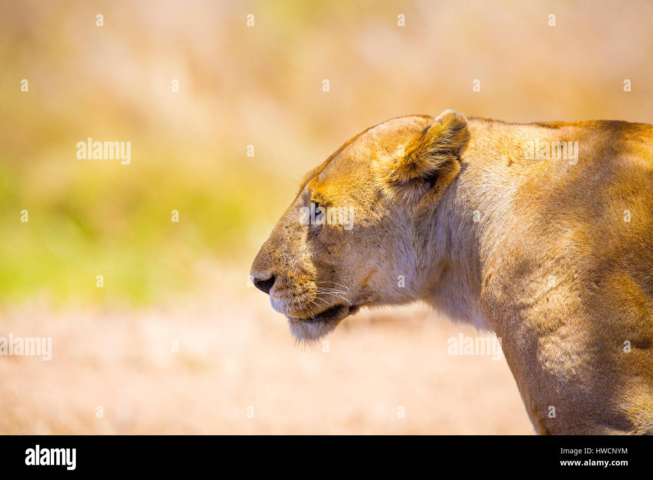 Close up d'une seule grande lionne sauvage en Afrique Banque D'Images