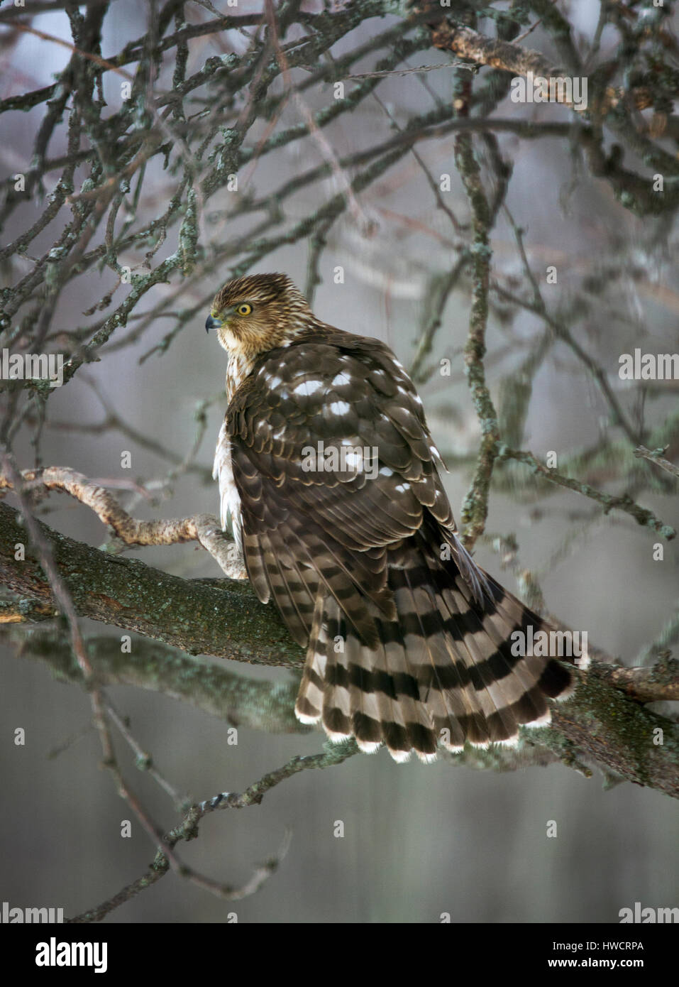 L'Épervier de Cooper pour mineurs en hiver Banque D'Images