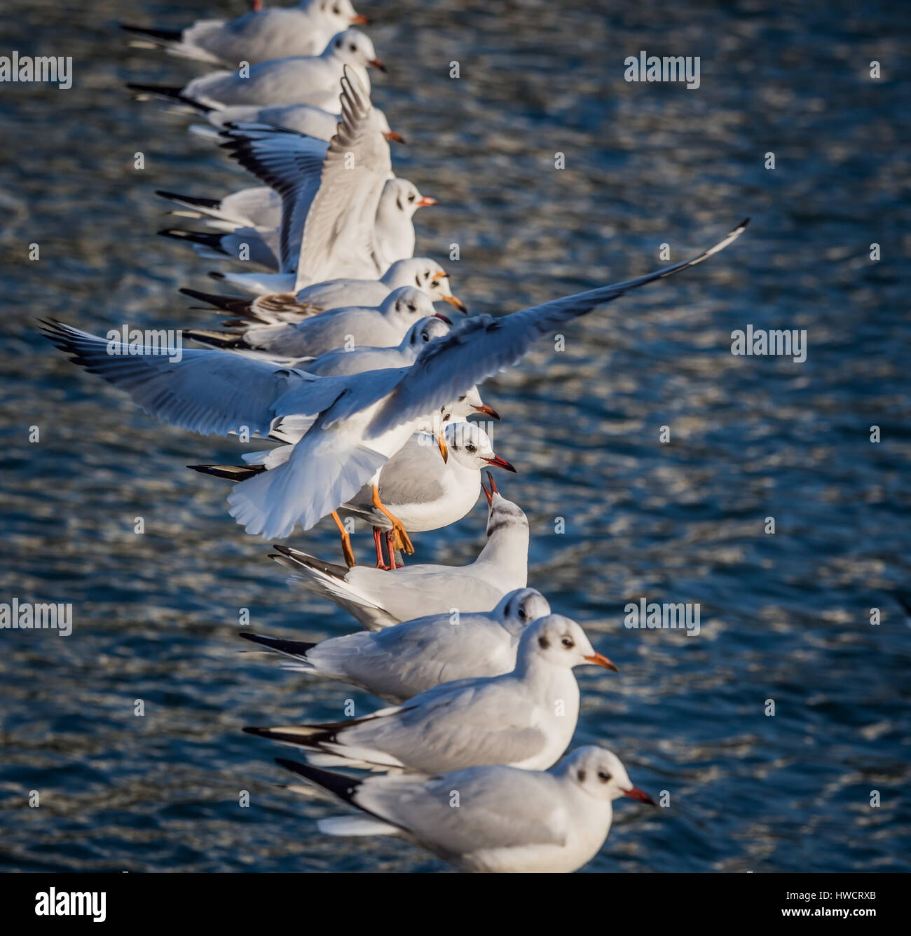 Une mouette vole à une corde avec beaucoup d'autres goélands. Photo symbolique pour placer le besoin, l'étroitesse et la claustrophobie, Eine Möwe fliegt zu einem Seil mit vielen Banque D'Images