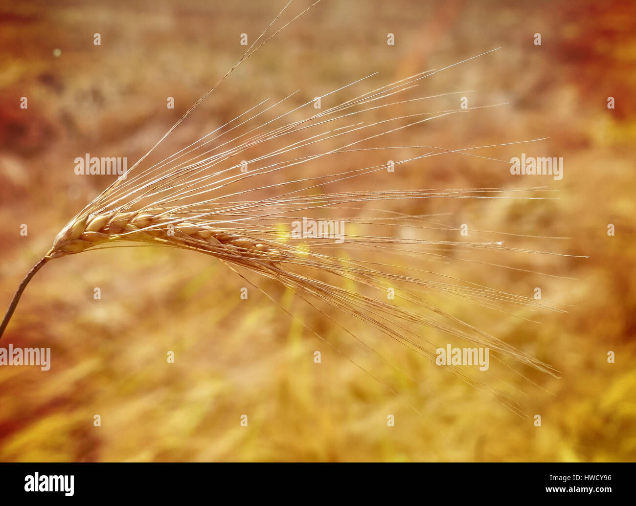 L'oreille du grain d'orge sur un champ de céréales avant la récolte, von Getreideähre Gerste auf einem Getreidefeld vor der Ernte Banque D'Images