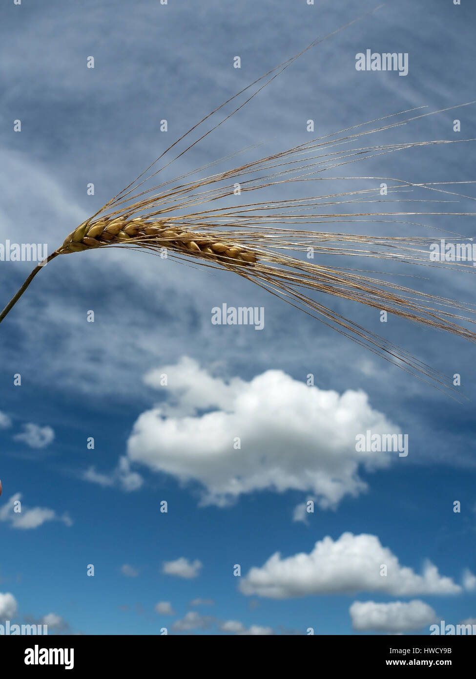 L'oreille du grain d'orge sur un champ de céréales avant la récolte, von Getreideähre Gerste auf einem Getreidefeld vor der Ernte Banque D'Images