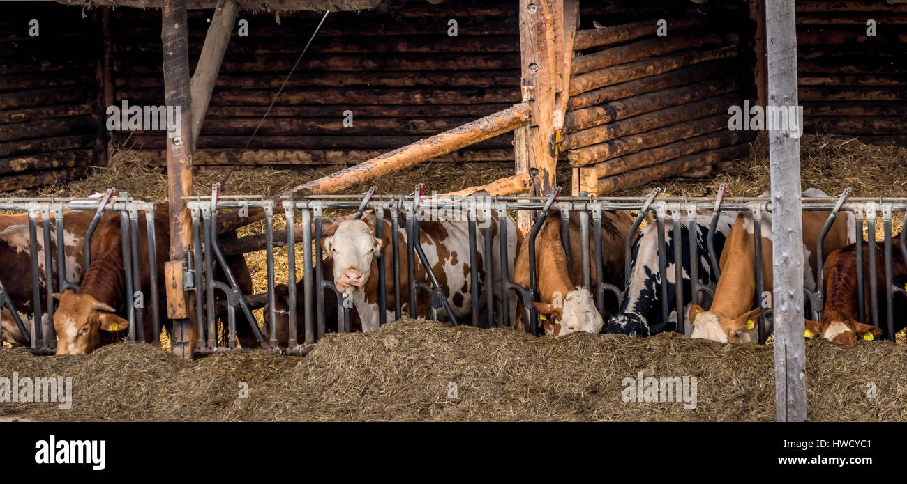 Vaches dans une étable, Kühe in einem Stall Banque D'Images
