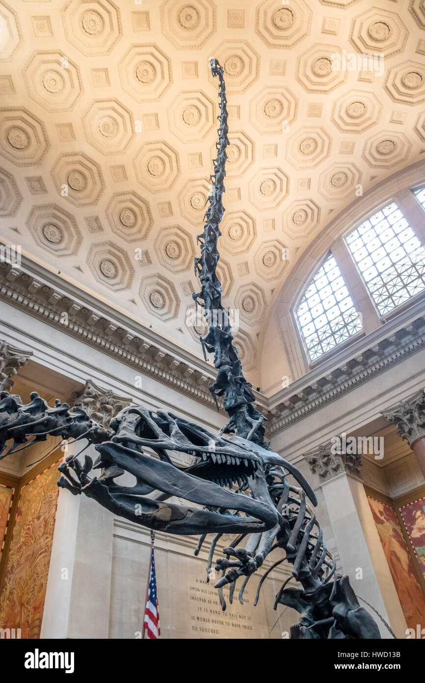 Dinossaur modèle fossile au hall d'entrée de l'American Museum of Natural History (AMNH) - New York, USA Banque D'Images