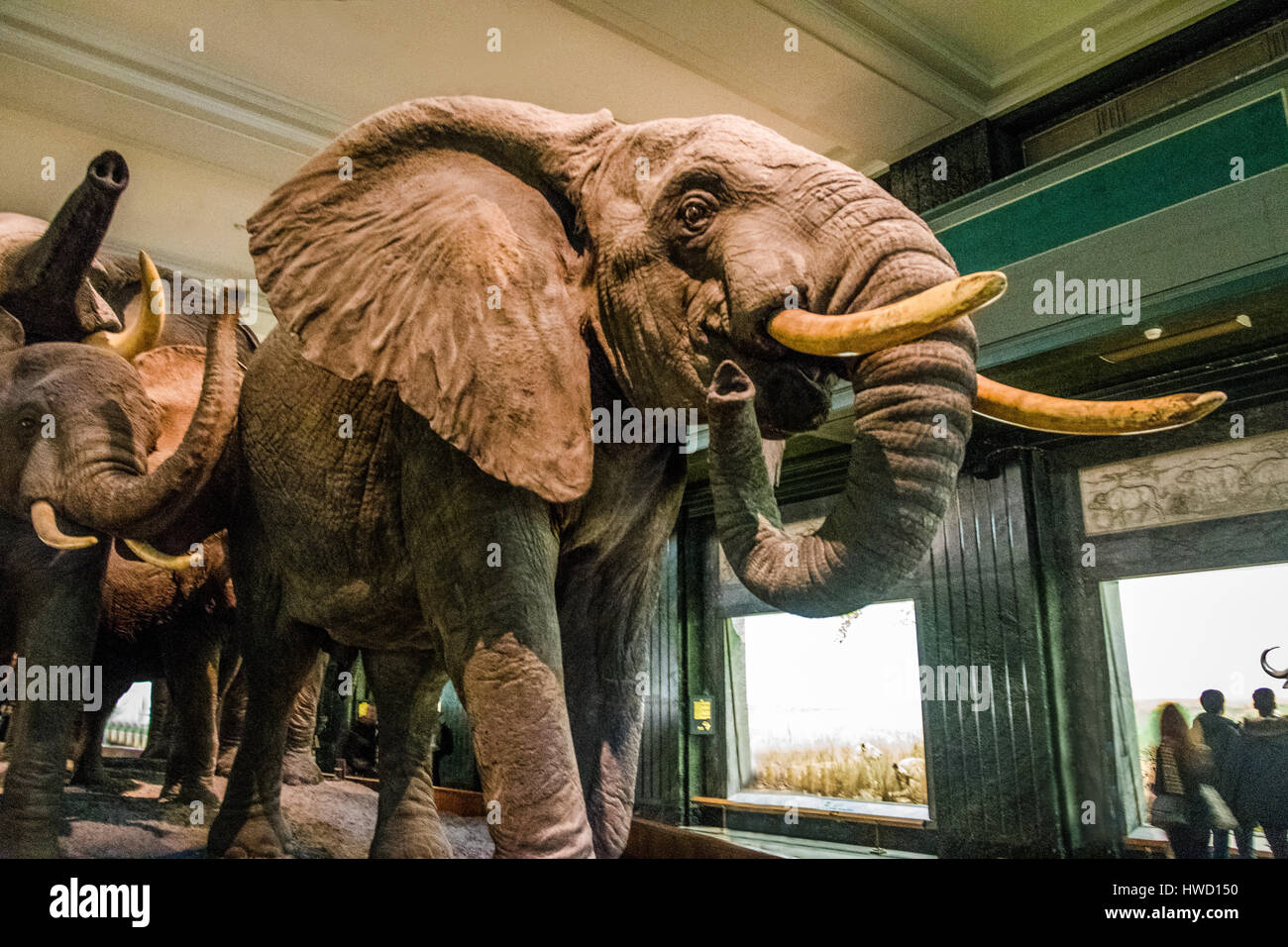Modèles d'éléphants au Hall des mammifères d'Afrique de l'American Museum of Natural History (AMNH) - New York, USA Banque D'Images