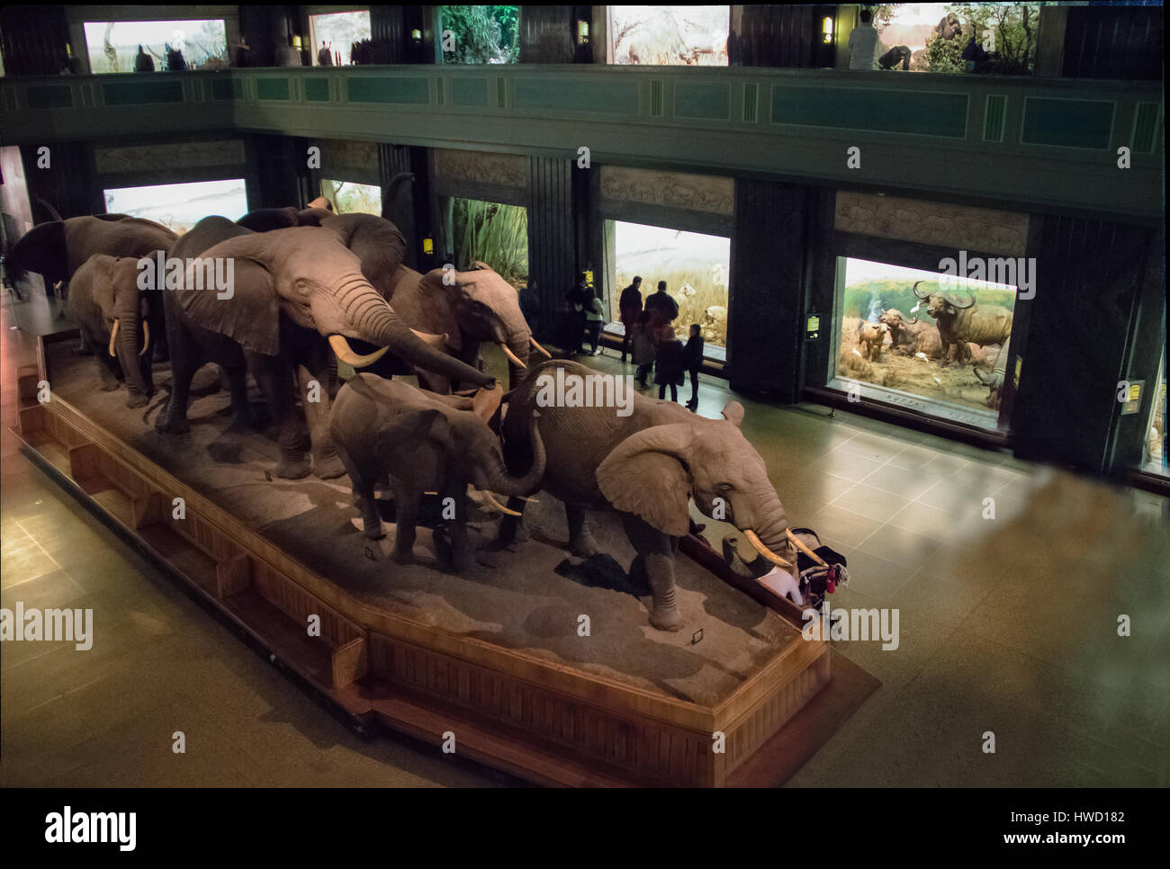 Modèles d'éléphants au Hall des mammifères d'Afrique de l'American Museum of Natural History (AMNH) - New York, USA Banque D'Images