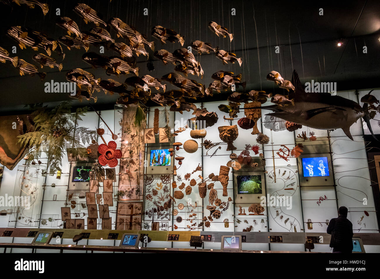 Hall de la biodiversité à l'American Museum of Natural History (AMNH) - New York, USA Banque D'Images