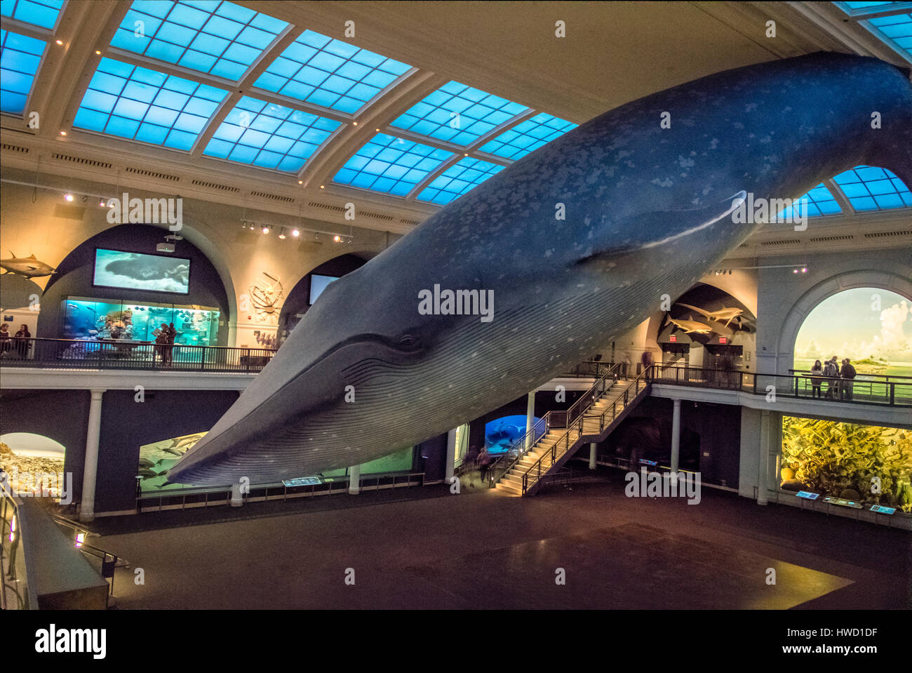 Rorqual bleu océan au hall de l'American Museum of Natural History (AMNH) - New York, USA Banque D'Images