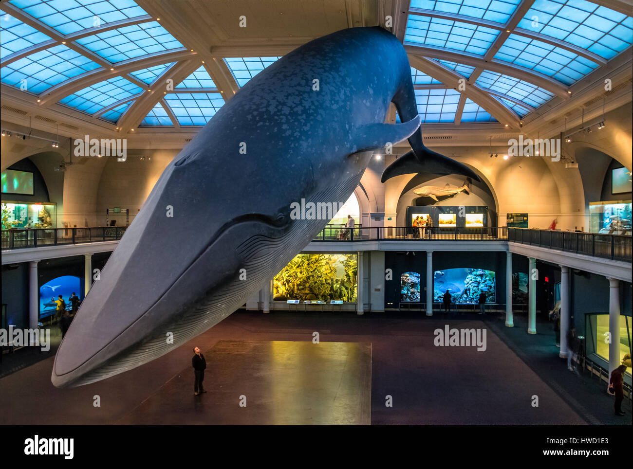 Rorqual bleu océan au hall de l'American Museum of Natural History (AMNH) - New York, USA Banque D'Images