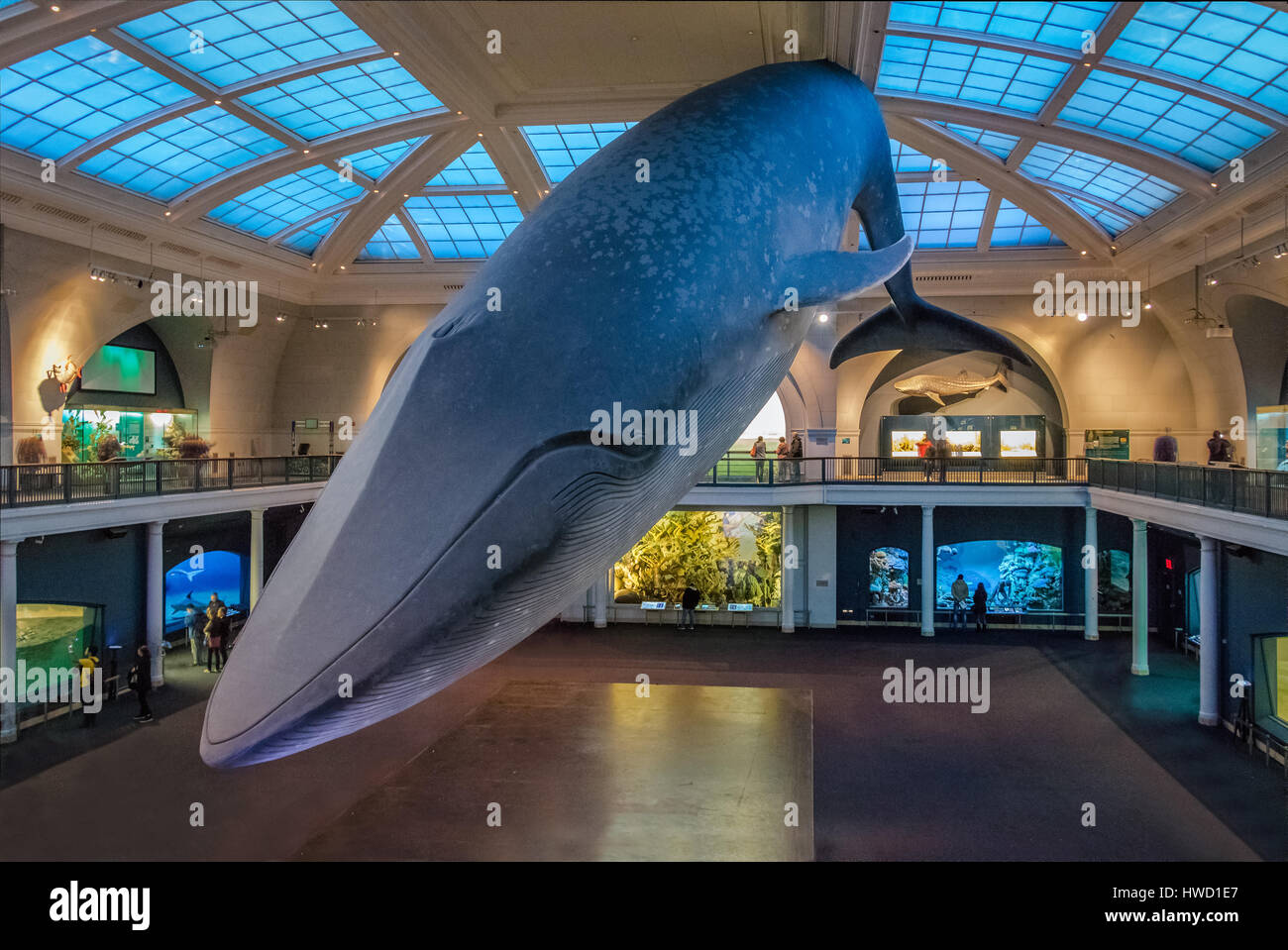 Rorqual bleu océan au hall de l'American Museum of Natural History (AMNH) - New York, USA Banque D'Images