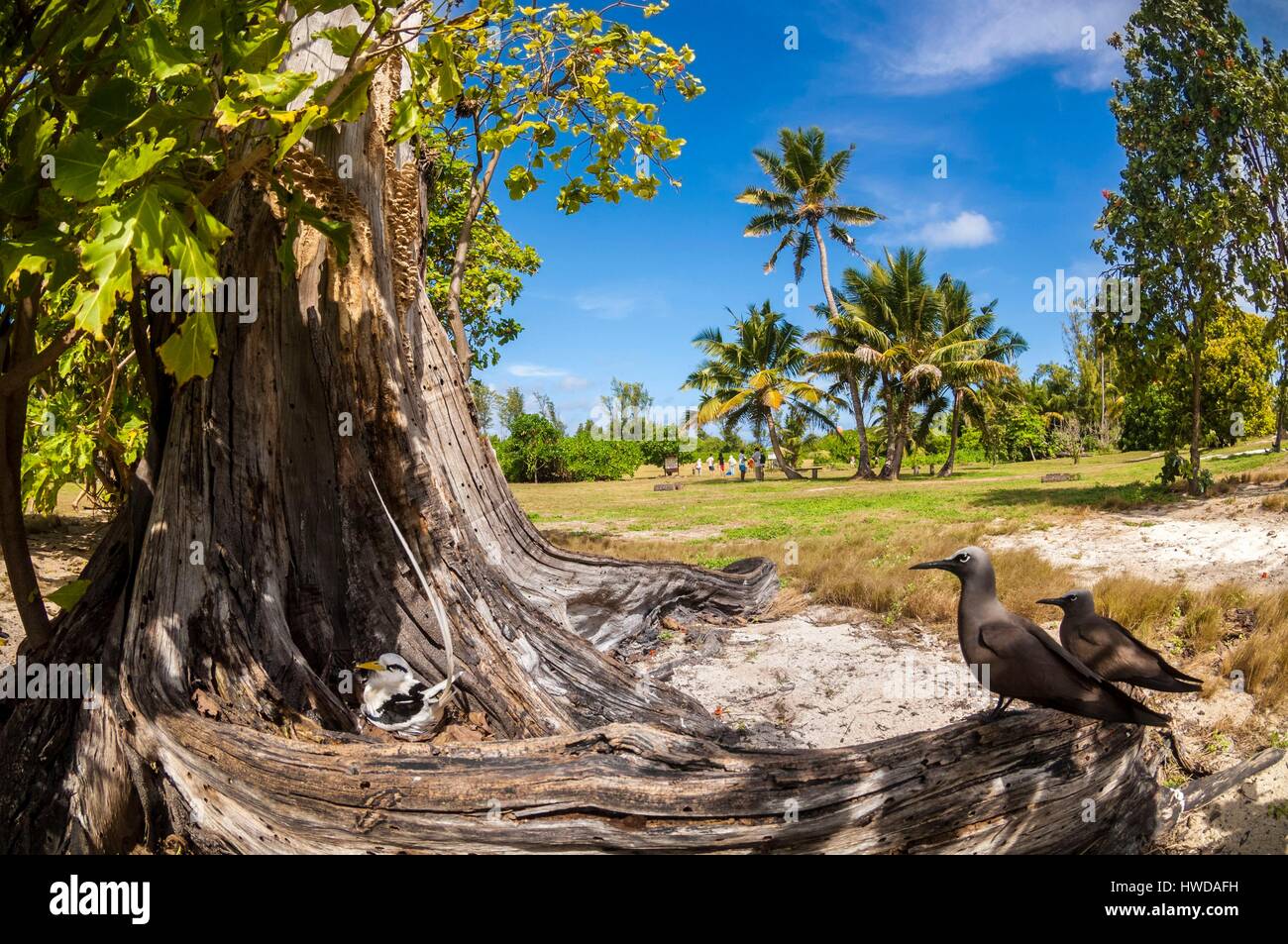 Les Seychelles, l'île Bird, phaéton à bec jaune (Phaethon lepturus) sur son nid au sol dans le creux d'un vieil arbre avec 2 brown noddis communs (Anous stolidus) Banque D'Images