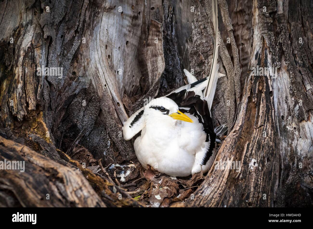 Les Seychelles, l'île Bird, phaéton à bec jaune (Phaethon lepturus) sur son nid au sol dans le creux d'un vieil arbre Banque D'Images