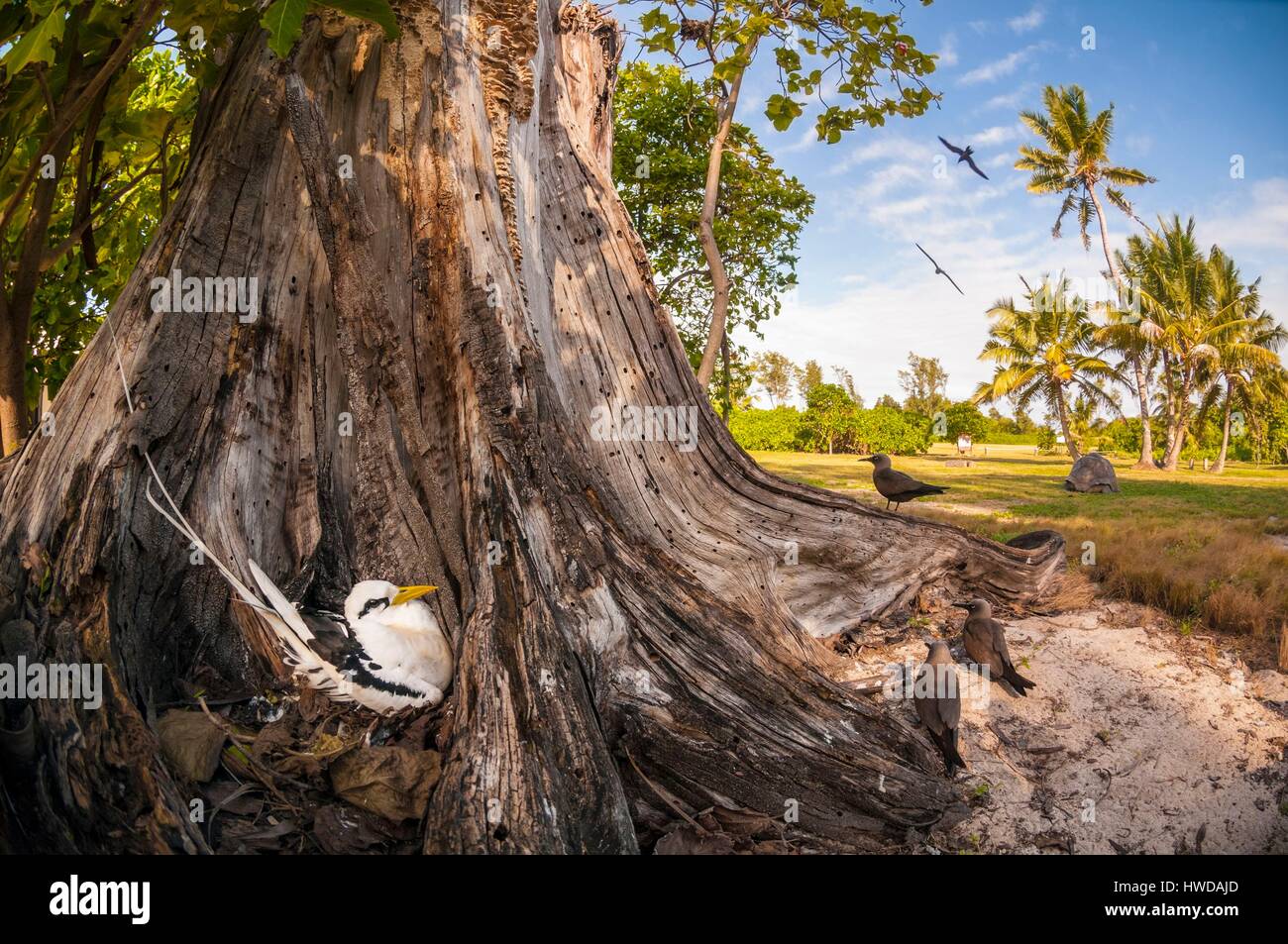 Les Seychelles, l'île Bird, phaéton à bec jaune (Phaethon lepturus) sur son nid au sol dans le creux d'un vieil arbre avec quelques noddis communs brun (Anous stolidus) Banque D'Images