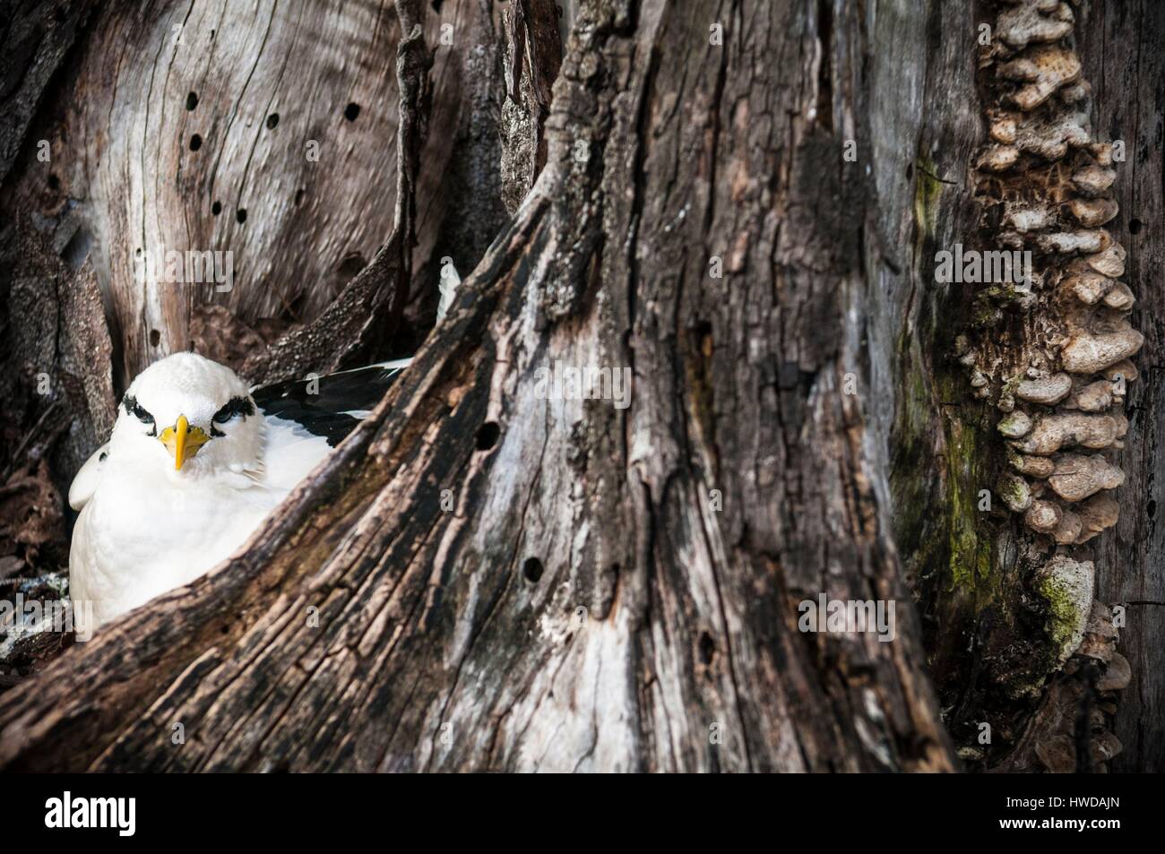 Les Seychelles, l'île Bird, phaéton à bec jaune (Phaethon lepturus) sur son nid au sol dans le creux d'un vieil arbre Banque D'Images