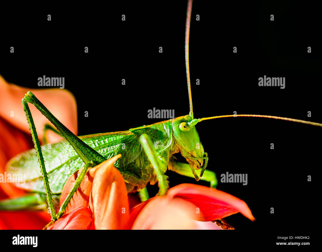 Image en couleur d'une seule sauterelle verte assise sur une fleur rouge sur fond noir Banque D'Images