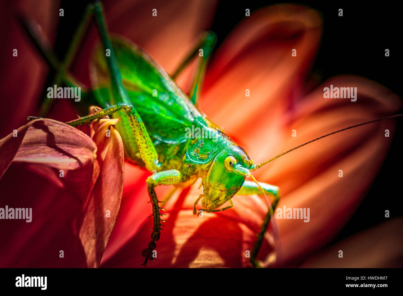 Image en couleur d'un beau vert isolés grasshopper assis sur une fleur rouge sur un jour d'été ensoleillé avec fond noir Banque D'Images