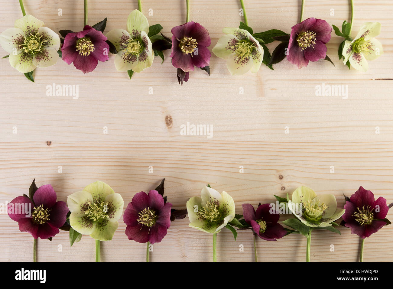 Arrière-plan de fleurs naturelles avec l'hellébore lenten rose fleurs sur du bois Banque D'Images