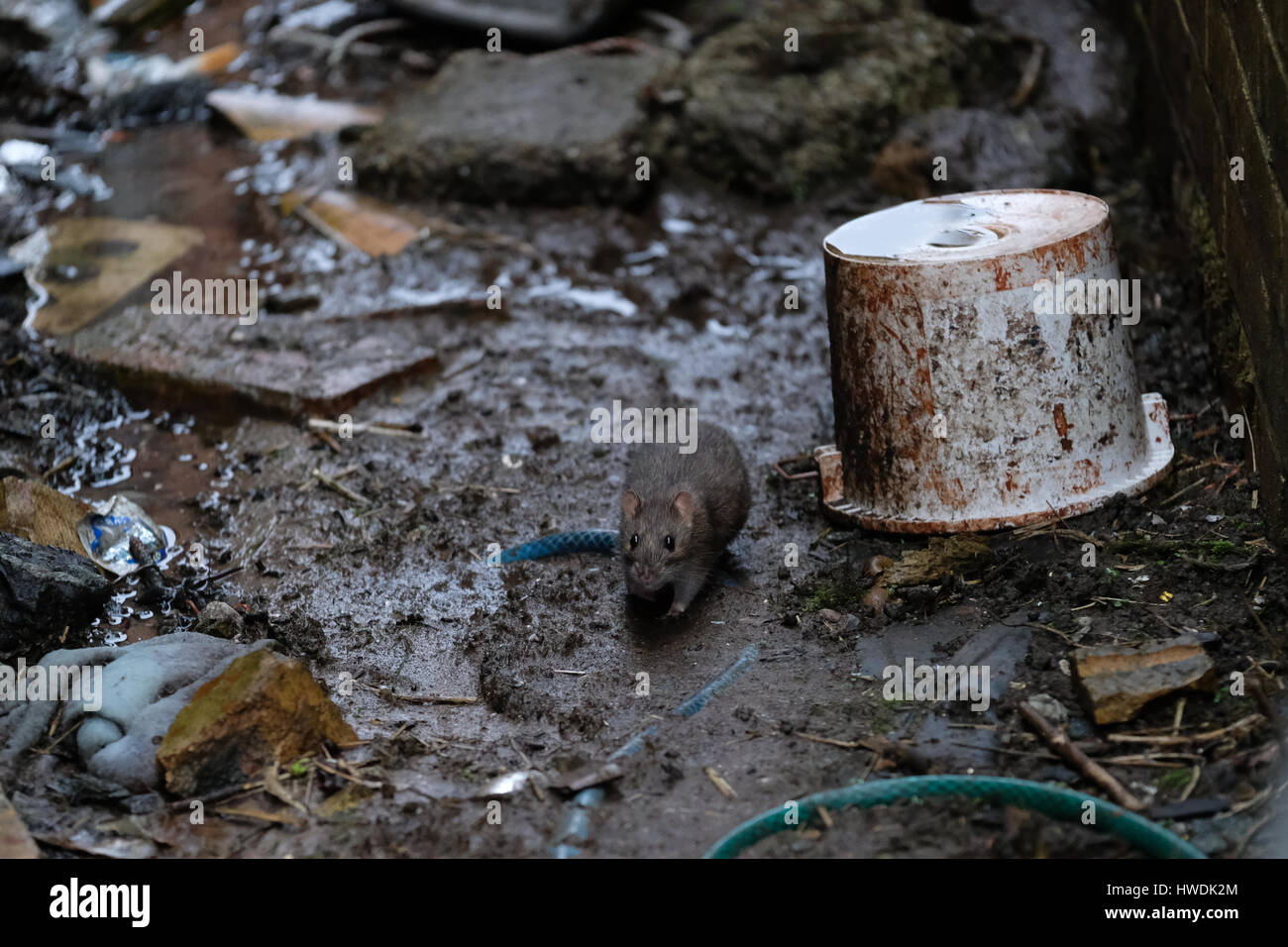 Une politique commune ou rat brun dans la campagne britannique Banque D'Images