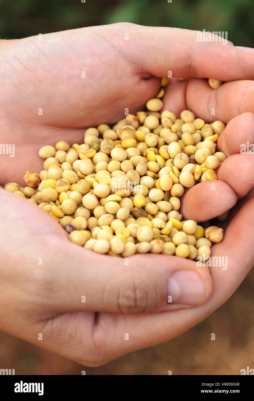 Mains tenant une poignée de soja frais de la plantation d'une ferme. Mens main tenant les grains de soja. Banque D'Images