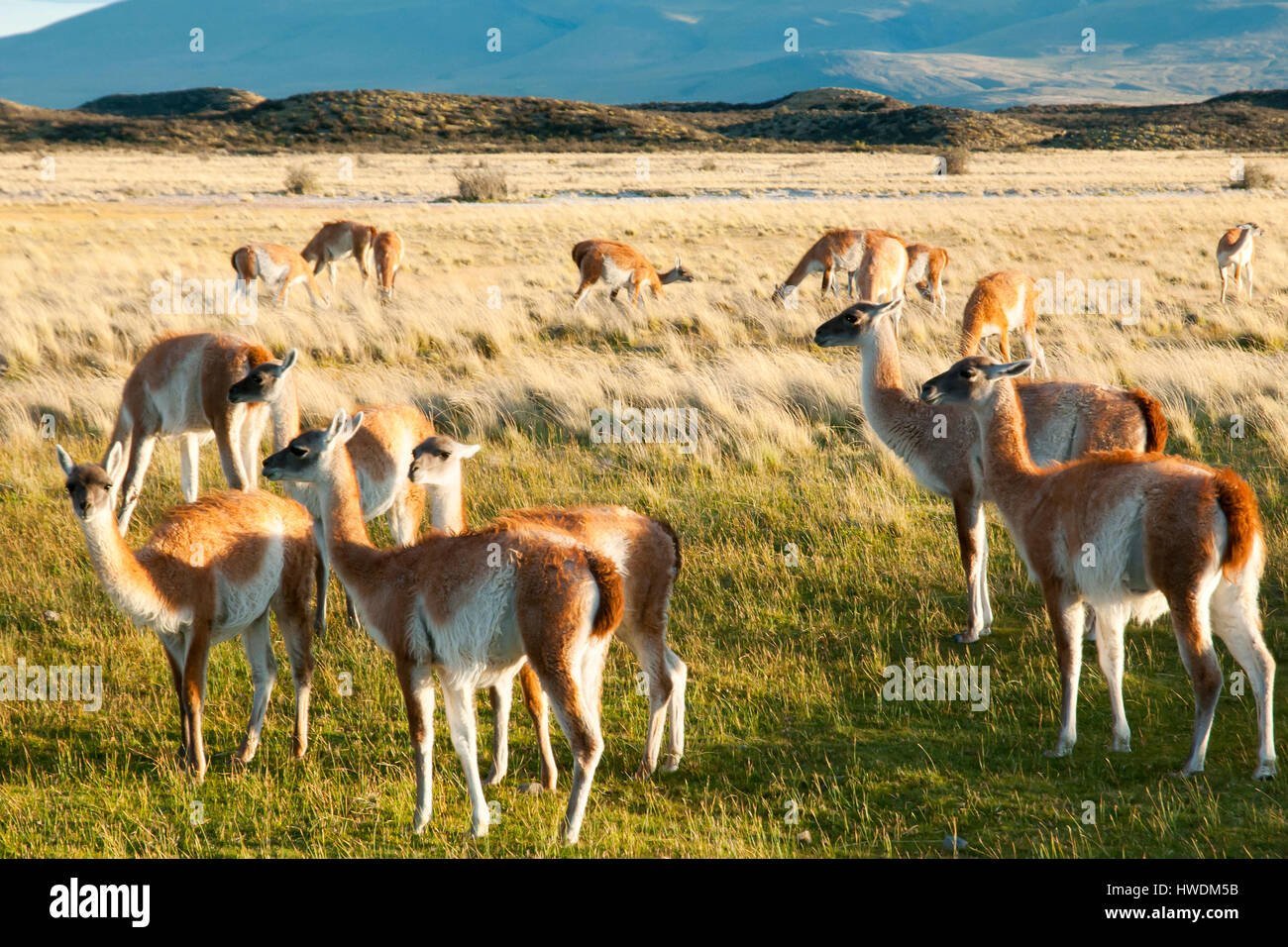 Guanacos - Torres del Paine - Chili Banque D'Images